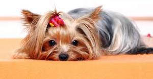 Veterinarias Sin datos  VENTA